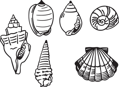 sea shells vector illustration