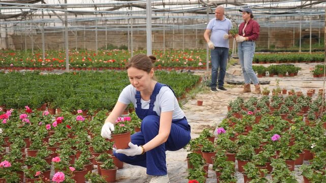  young positive female employee in overalls of large greenhouse checks young large - flowered geranium shoots. Growing hardened plants, sending plants to customer on day of registration. 