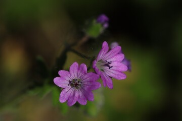 fleurs mauves © pia