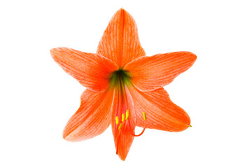 Naklejka premium Red lilly flower in PNG isolated on transparent background, amaryllis lily flower, macro red flower