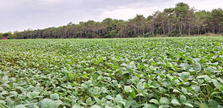 Panorama of a bean field surrounded by trees.