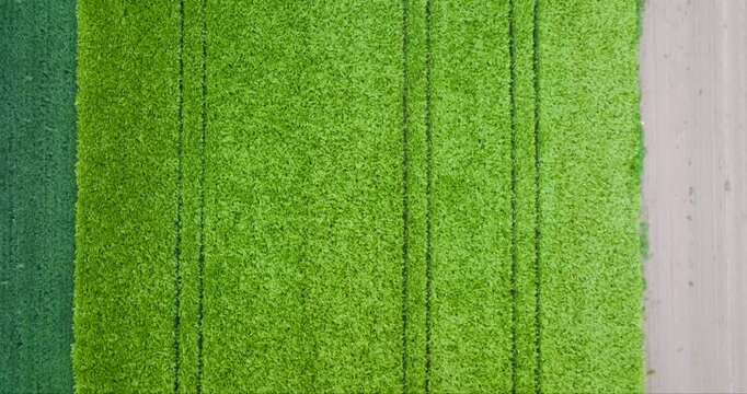 Aerial view of vibrant green crops contrasting with darker and lighter fields, creating a patchwork quilt effect on the landscape, Dieblich, Germany.