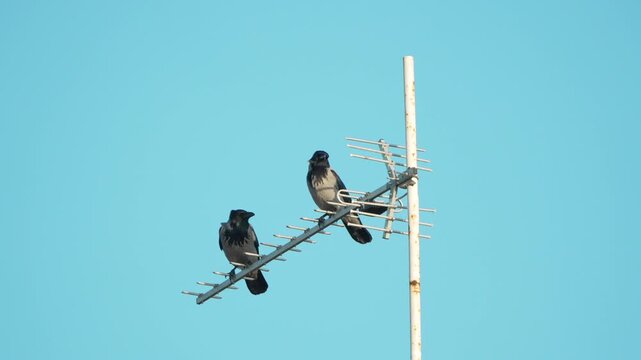 Crows antenna sky, two hooded birds perched on a metallic TV antenna watching the environment on a bright sunny day