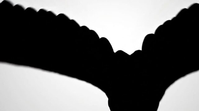 Dramatic Bird of Prey Attack Motion video 