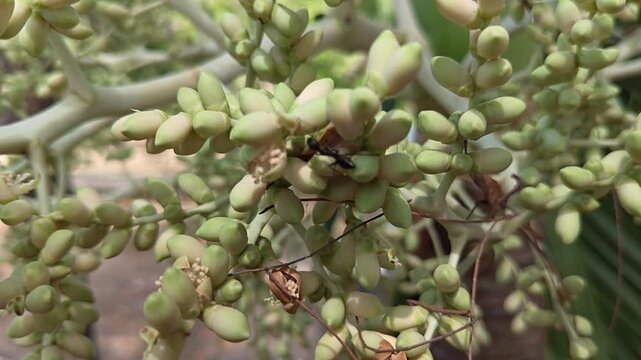 Tiny green buds cluster on a palm frond, promising future fruit or flowers, with a subtle focus on the natural growth and development of the plant