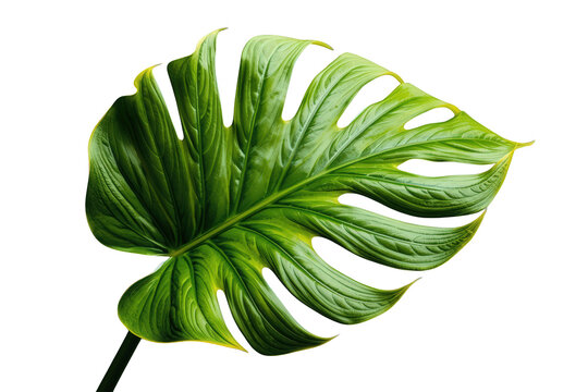 Green tropical monstera leaf showing beautiful fenestrations, a symbol of nature, growth, and exotic beauty, with a transparent background