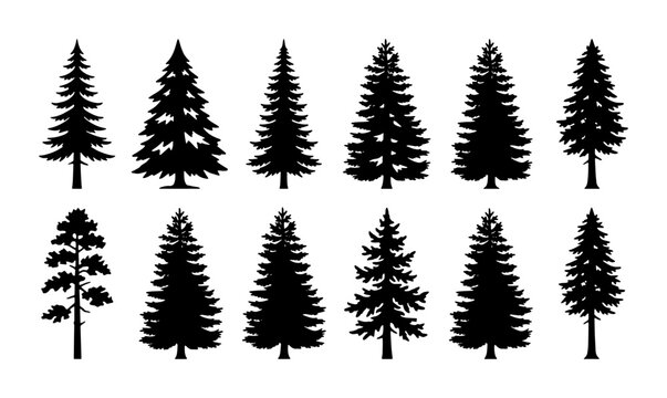 Pine tree silhouette collection, 12 evergreen conifer vector icons, black forest fir and spruce trees set for outdoor landscape design