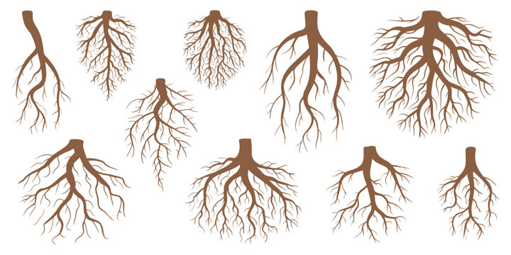 Various Tree and Shrub Roots Vector Set, Brown Root System with Tree Stump, Botanical Sketch Drawing for Dendrology Study of Woody Plants, Detailed Hand Drawn Illustration Collection