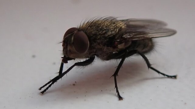 Fly moves its proboscis, macro
