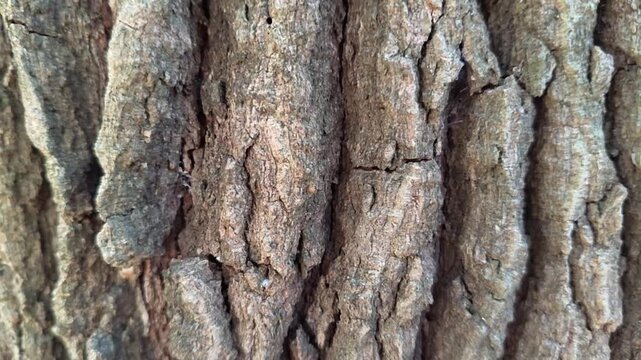 Detailed close-up of textured tree bark, showcasing intricate natural patterns and rugged surface. A symbol of nature's enduring strength and organic beauty