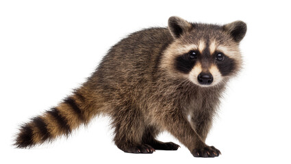 Gray Brown Striped Raccoon Sitting with Bushy Ringed Tail © Elvin