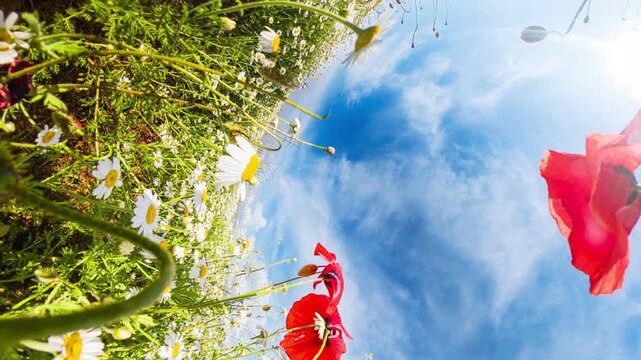 Poppies daisies meadow vibrant summer flower field under a sunny blue sky using an immersive tiny planet effect