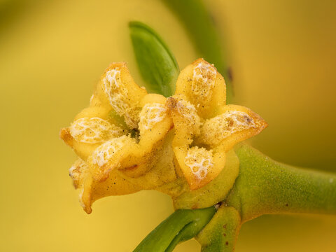 Zu sehen ist eine Makroaufnahme der m&auml;nnlichen Bl&uuml;ten einer Wei&szlig;beerigen Mistel (Viscum album).