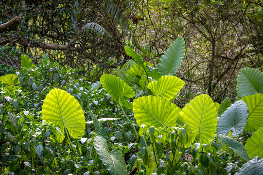 Alocasia odora (as know as Giant Elephant's Ear) growing on the sides of hiking trail, and sunlight shines on it, in New Taipei City, Taiwan.