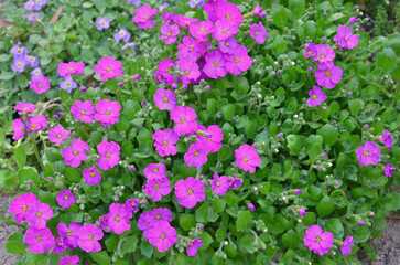 Obraz premium Aubrieta purple spring blooming carpet of flowers. Spring, nature, growing ,planting, landscaping flowering groundcover perennial plant.