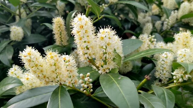 Cherry laurel, common laurel Prunus laurocerasus evergreen ornamental blooming shrub 