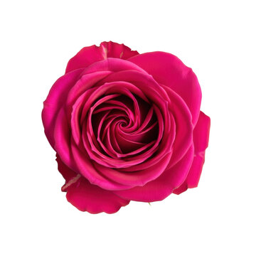 deep magenta rose in perfect full bloom, featuring velvety petals and an intricate geometric spiral, isolated on a transparent background, concept of natural perfection