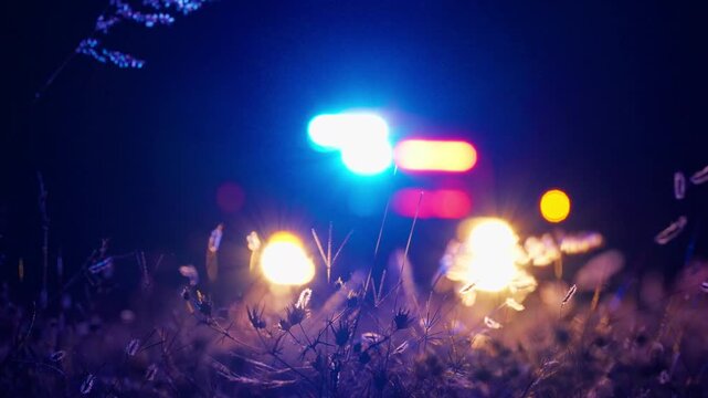 Police car with flashing red and blue emergency lights parked at night in rural area. Wild grass and thistle plants in sharp foreground with vehicle headlights creating warm bokeh blur effect