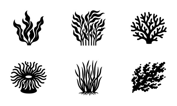 Black silhouette seaweed icons set, underwater coral reef plants and kelp vector elements, 6 aquatic botanical illustrations for marine design