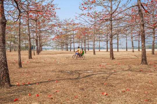 Sunamganj, Bangladesh - 26 January 2019: View of children cycling through a grove of trees, their fiery orange blossoms scattered across the sun-parched earth.