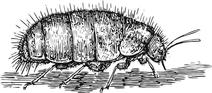 Detailed vintage illustration of a flea parasite insect with segmented body and antennae