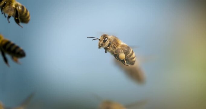Flying honey bee collecting pollen against blue sky.