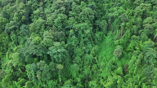 Aerial drone shot over primary Jungle tropical rain forest in Nan, Thailand. Aerial view, moving over a rainforest tree canopy in a slow pace beautiful green nature background of a tropical forest.	