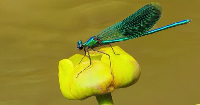 Beautiful demoiselle (Calopteryx virgo) is a European damselfly belonging to the family Calopterygidae. It is often found along fast-flowing waters where it is most at home.