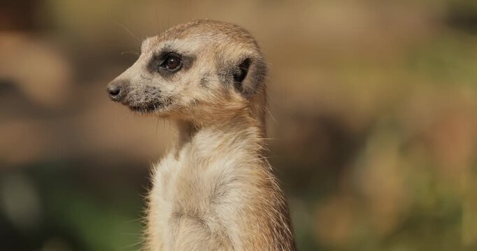 Meerkat (Suricata suricatta) or suricate is a small mongoose found in southern Africa.