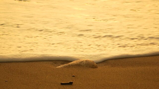 Beach waves golden, ocean washing over sandy shore at sunset, tranquil scene