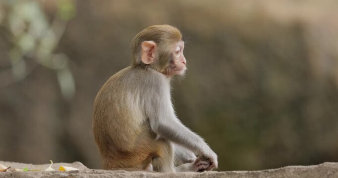 Macaques in nature. Macaques constitute a genus (Macaca) of gregarious monkeys. Macaques are found in a variety of habitats throughout the Asian continent and are highly adaptable.