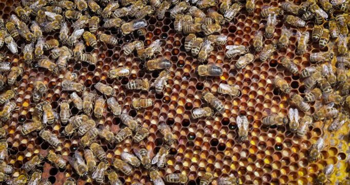 Honey Bees working on honeycomb close-up shot. Bees are best known to humans for their ecological roles as pollinators