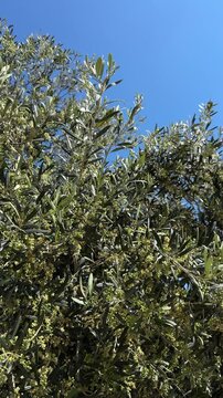 Olive tree canopy against blue sky, flowering branches in spring, Mediterranean landscape Italy 4K