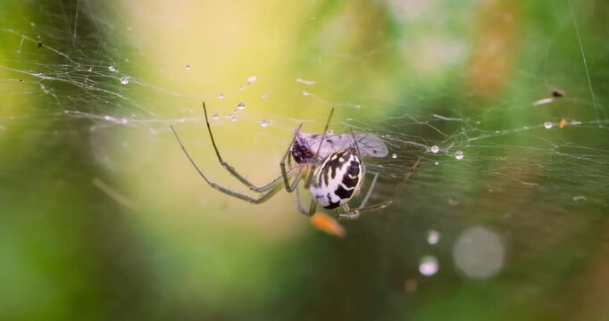 Close-up of spider (Linyphia hortensis) on web eats its prey.