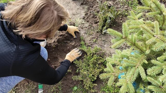 Person planting a small evergreen sapling in soil beside moss and grass, hands pressing earth around roots, calm outdoor conservation scene