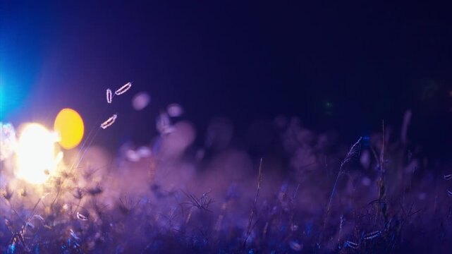 Police car with flashing red and blue lights illuminates wild grass field at night. Shallow depth of field creates beautiful bokeh effect with vehicle out of focus in background