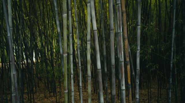 Dense black bamboo grove with tall vertical stems creating a natural pattern. Soft filtered light and rich green tones give a calm, exotic and zen-like atmosphere in a lush botanical environment.