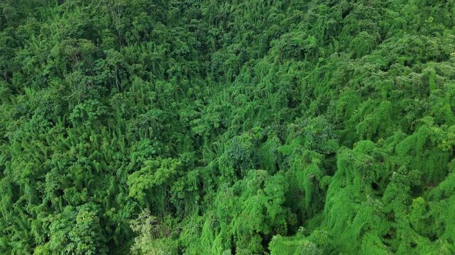 Aerial drone shot over primary Jungle tropical rain forest in Nan, Thailand. Aerial view, moving over a rainforest tree canopy in a slow pace beautiful green nature background of a tropical forest.	