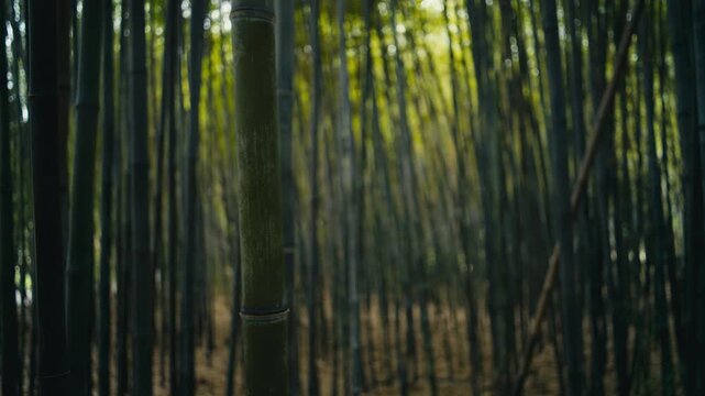 Dense black bamboo forest with strong vertical lines and layered depth fading into soft focus. Natural light filters through the tall stems, creating a calm and immersive woodland atmosphere.