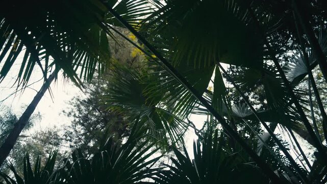Looking up at palm leaves forming a dense tropical canopy. Natural light filtering through creates an abstract, layered pattern of greenery.