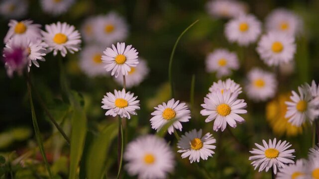 Beautiful nature detail with spring daisy flowers and blurry background, Italy, slow motion macro