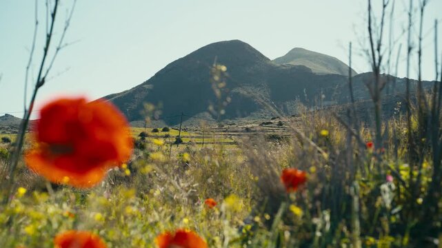 Red poppy flowers in soft focus framing a mountain landscape in the Mediterranean countryside. Cinematic composition with shallow depth of field and vibrant natural colors.