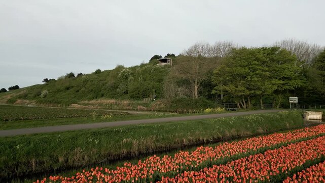 Cinematic drone flying backward over colourful tulip field rows in full bloom. Spring landscape in the Netherlands with geometric patterns, ideal for travel, commercial, nature, and background use.