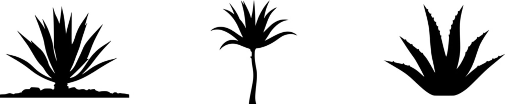 A lone multi-stemmed Century Plant stands majestically against a pristine white backdrop, its massive rosettes of sharp-pointed leaves creating an ultra-realistic silhouette that captures the plants