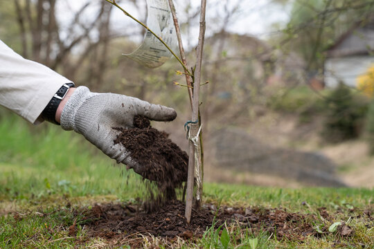 Sadzenie, nawożenie młodego drzewka ręką &ndash; dosypywanie ziemi do sadzonki, koncepcja wzrostu i ekologii