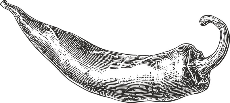 Vintage illustration of a chili pepper, spicy vegetable sketch, botanical drawing in black and white