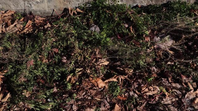 Close-up of garden floor covered in dry brown autumn leaves, tangled green weeds, and dead vegetation against a stone wall. High-contrast natural lighting highlighting textures.