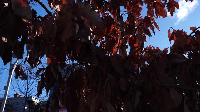 Low-angle shot of withered brown oak leaves clinging to branches against a clear blue sky. Bright sunlight illuminates the leaf textures with urban structures in the background.
