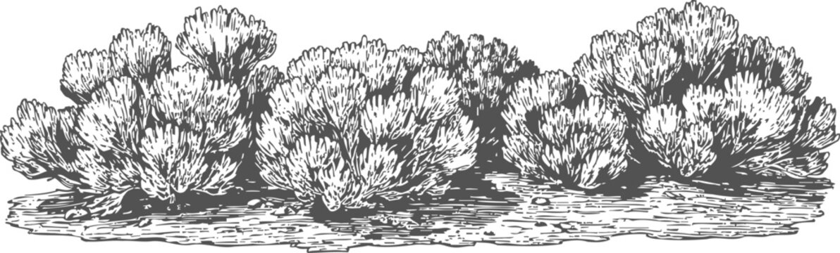 Detailed black and white illustration of a bushy shrub with dense foliage and textured branches