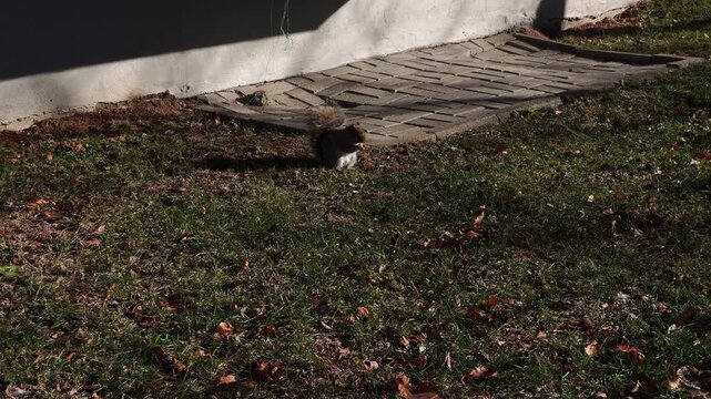 A squirrel sits on a grassy lawn with scattered autumn leaves next to a stone paver path and a white building foundation. High-contrast natural lighting with sharp shadows.